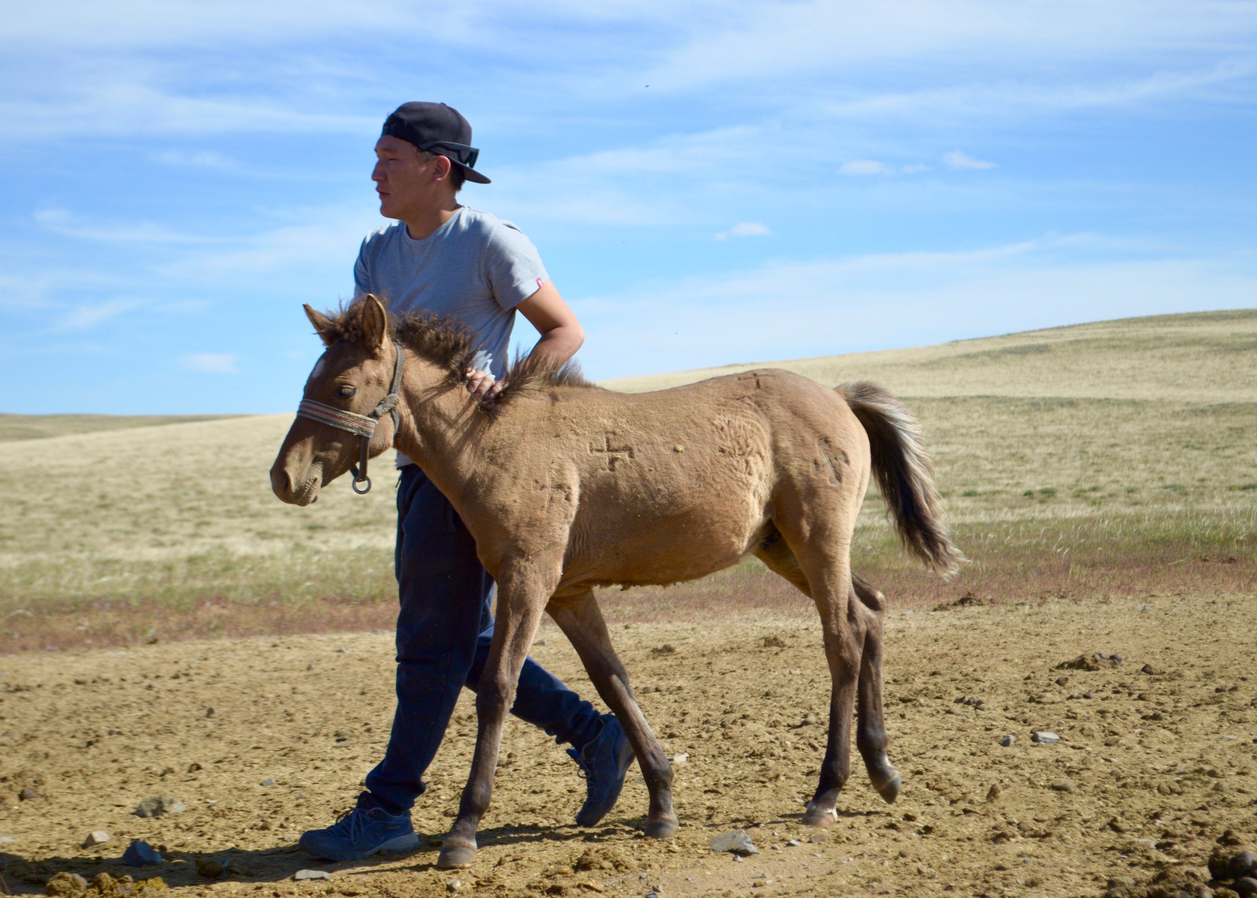Ishva, our driver, taking a foal to its mother