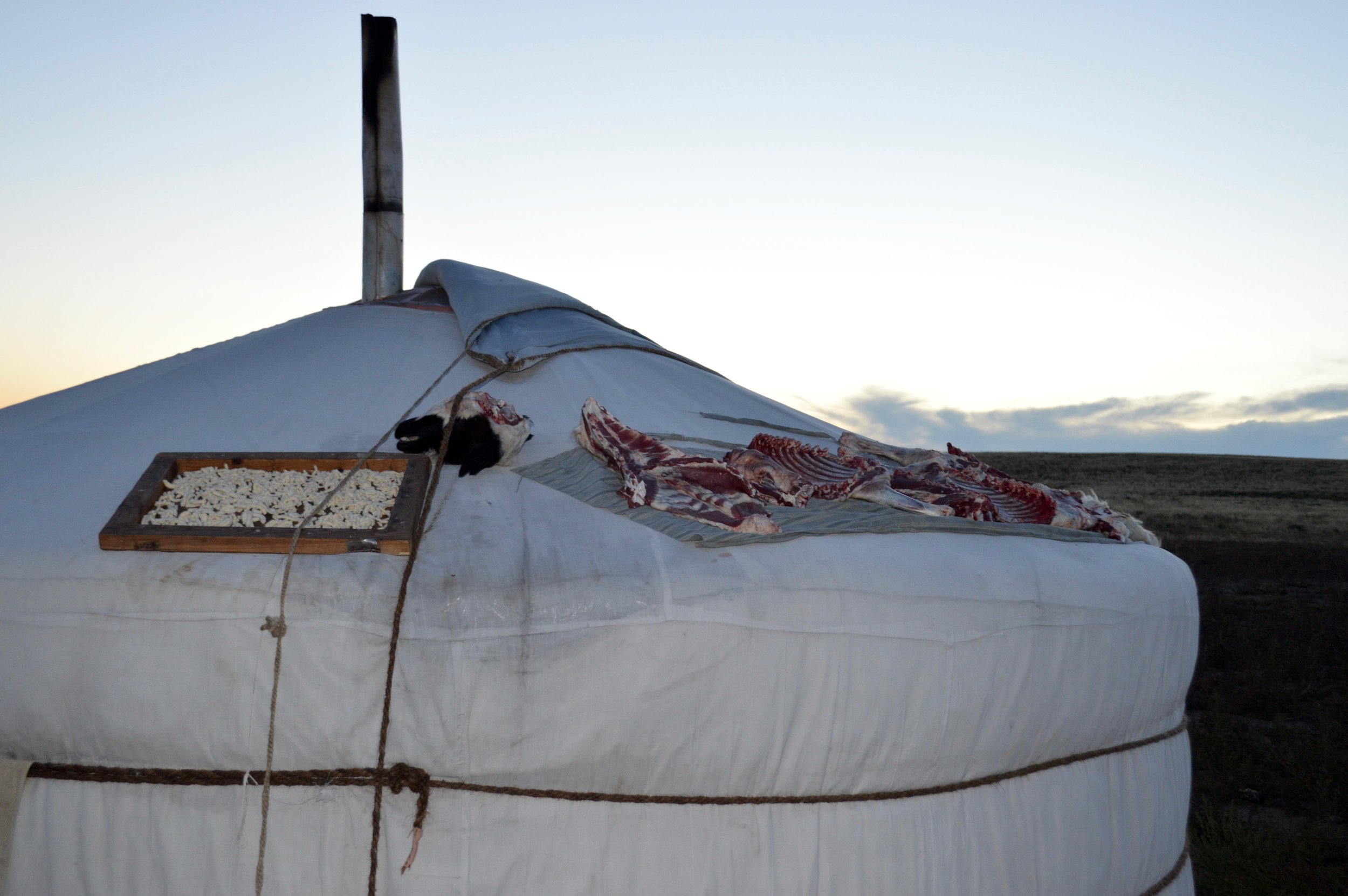 Milk curd drying and pieces of sheep meat on top of the ger (yurt)
