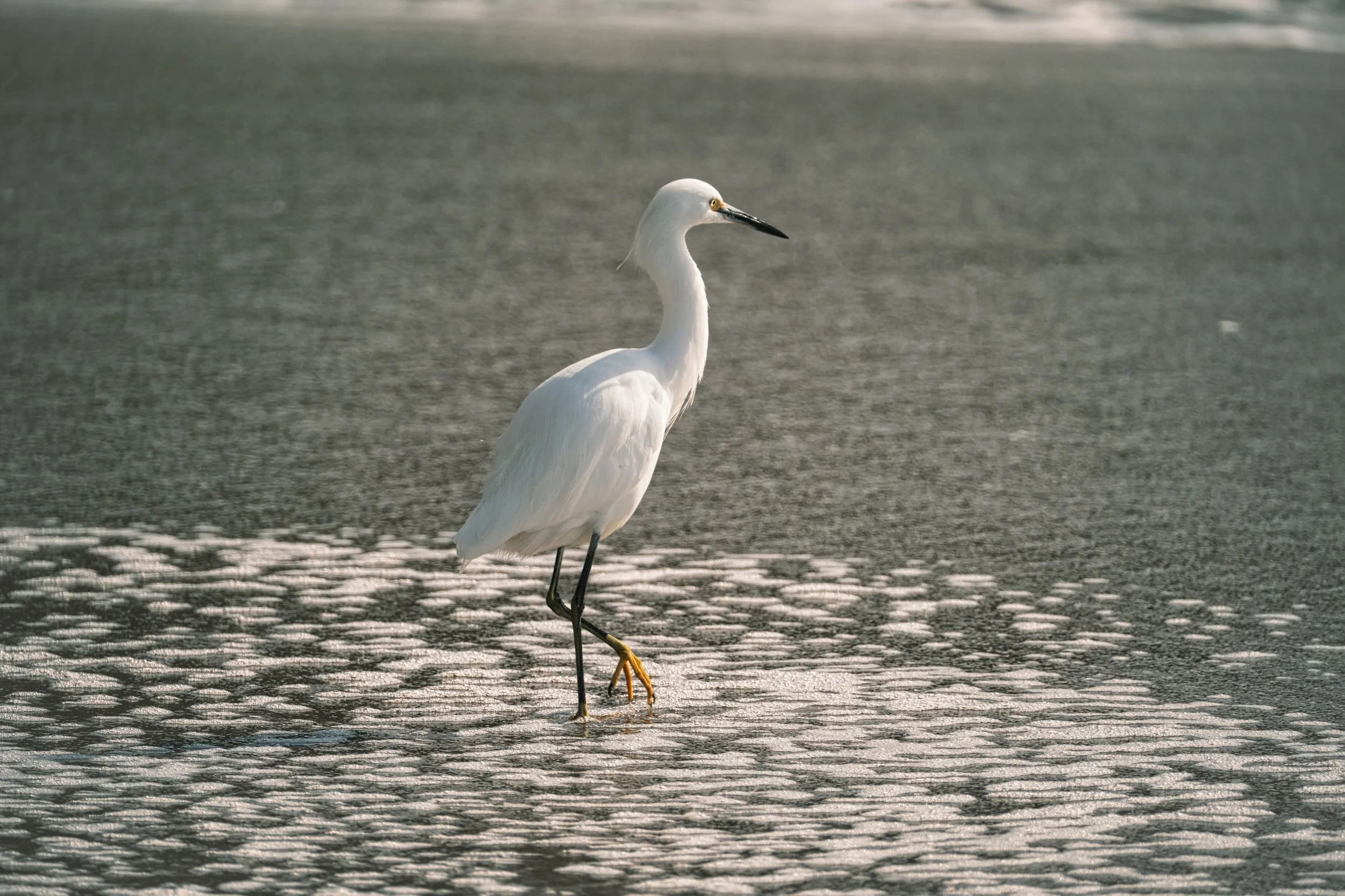 _DSF4772 - edited.jpeg