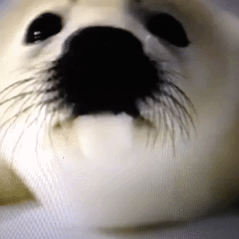 Animated GIF-downsized_large (5).gif