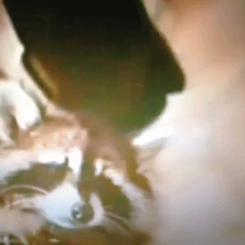 Animated GIF-downsized_large (52).gif