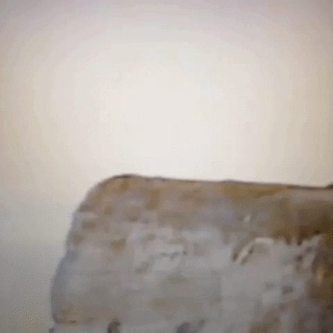 Animated GIF-downsized_large (75).gif