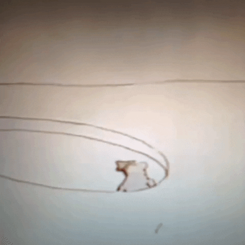 Animated GIF-downsized_large (83).gif
