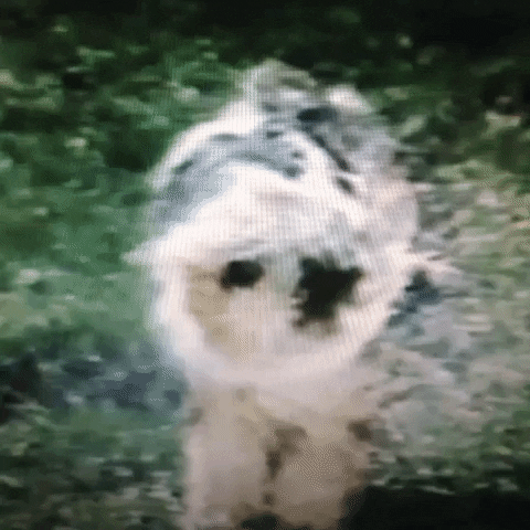 Animated GIF-downsized_large (94).gif