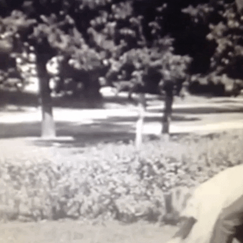 Animated GIF-downsized_large - 2021-02-21T210851.072.gif