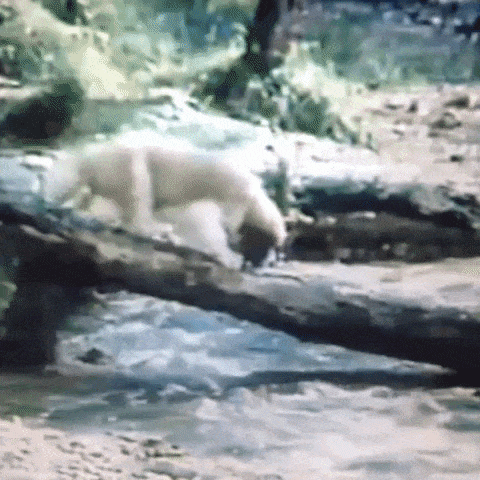 Animated GIF-downsized_large - 2021-02-21T211101.074.gif