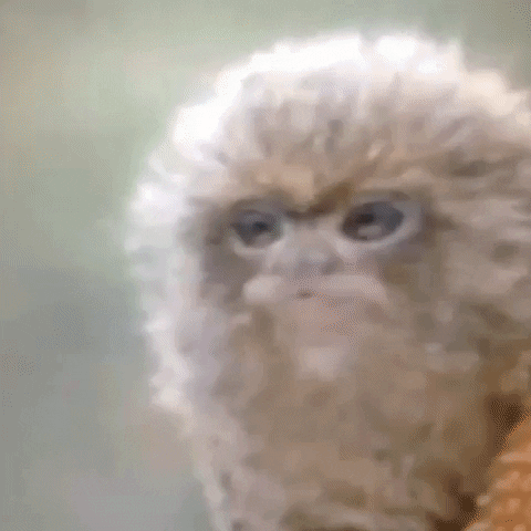 Animated GIF-downsized_large - 2021-02-21T211111.590.gif