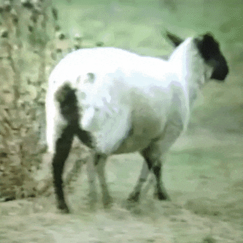 Animated GIF-downsized_large - 2021-02-21T211139.818.gif