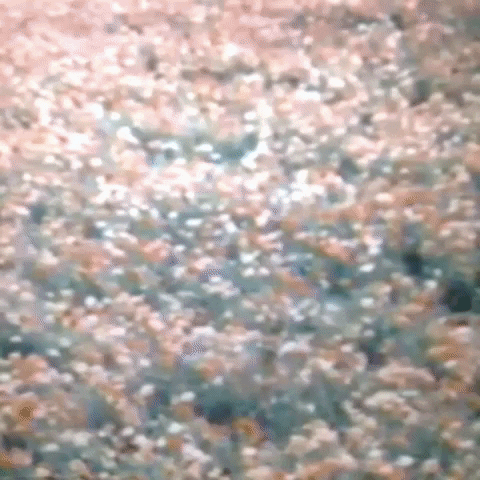 Animated GIF-downsized_large - 2021-02-21T211215.889.gif