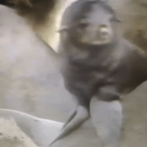 Animated GIF-downsized_large (28).gif