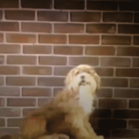 Animated GIF-downsized_large (65).gif