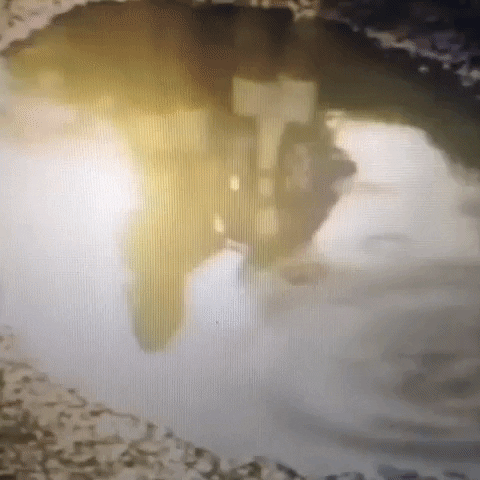 Animated GIF-downsized_large (66).gif