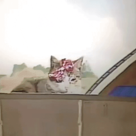 Animated GIF-downsized_large (72).gif