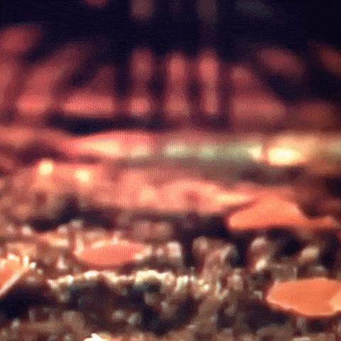 Animated GIF-downsized_large (76).gif