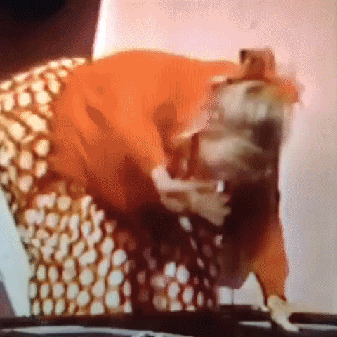 Animated GIF-downsized_large (79).gif