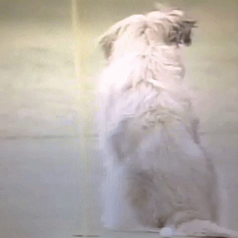 Animated GIF-downsized_large (83).gif