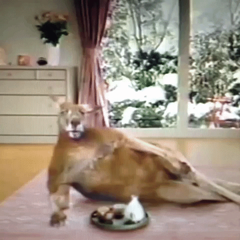 Animated GIF-downsized_large - 2021-02-22T185025.290.gif