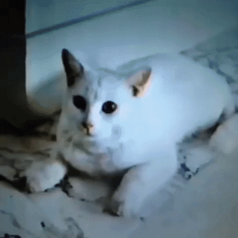 Animated GIF-downsized_large - 2021-02-22T185036.054.gif