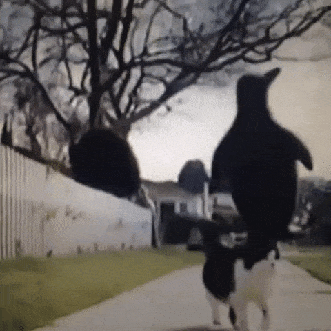 Animated GIF-downsized_large - 2021-02-22T191107.958.gif