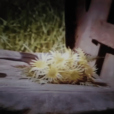 Animated GIF-downsized_large - 2021-02-22T191522.093.gif