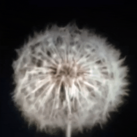 Animated GIF-downsized_large - 2021-02-22T191546.019.gif