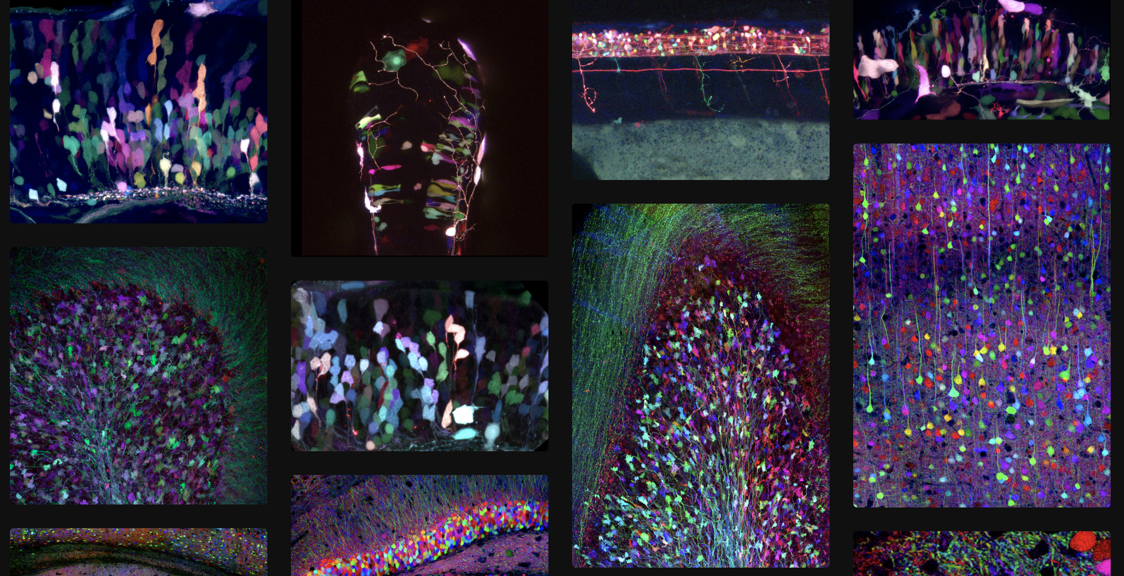 Brainbow Reporter Brainbow images — Weissman Lab