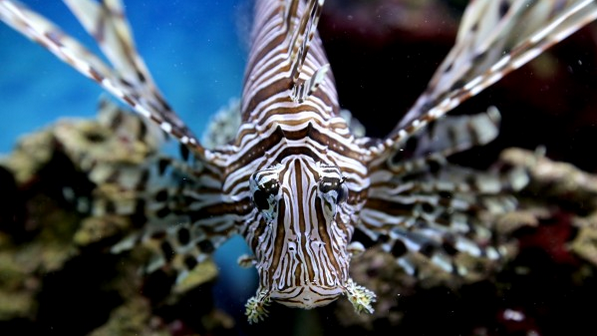 The intricate coloring and patterns of the lionfish make them a very popular aquarium fish. Photo by Erin Spencer