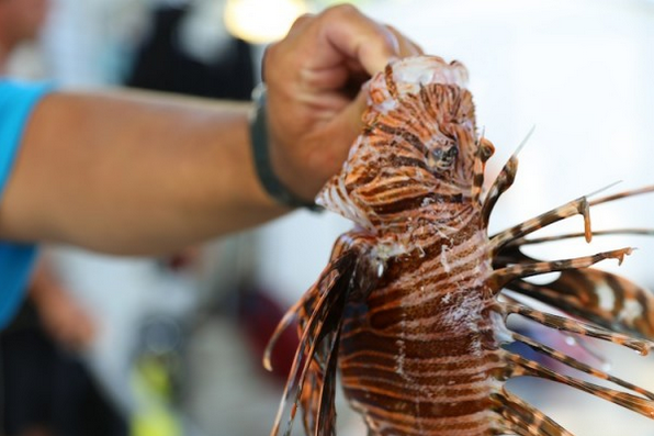 This lionfish’s spines have been exposed by the retracted sheath. Photo by Erin Spencer.