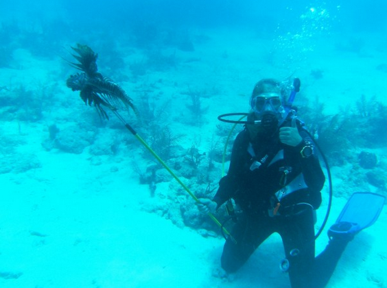 This lionfish’s spines have been exposed by the retracted sheath. Photo by Erin Spencer.
