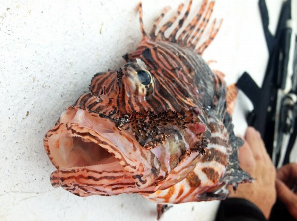 Lionfish stings can occur long after the fish has died. Photo by Erin Spencer.