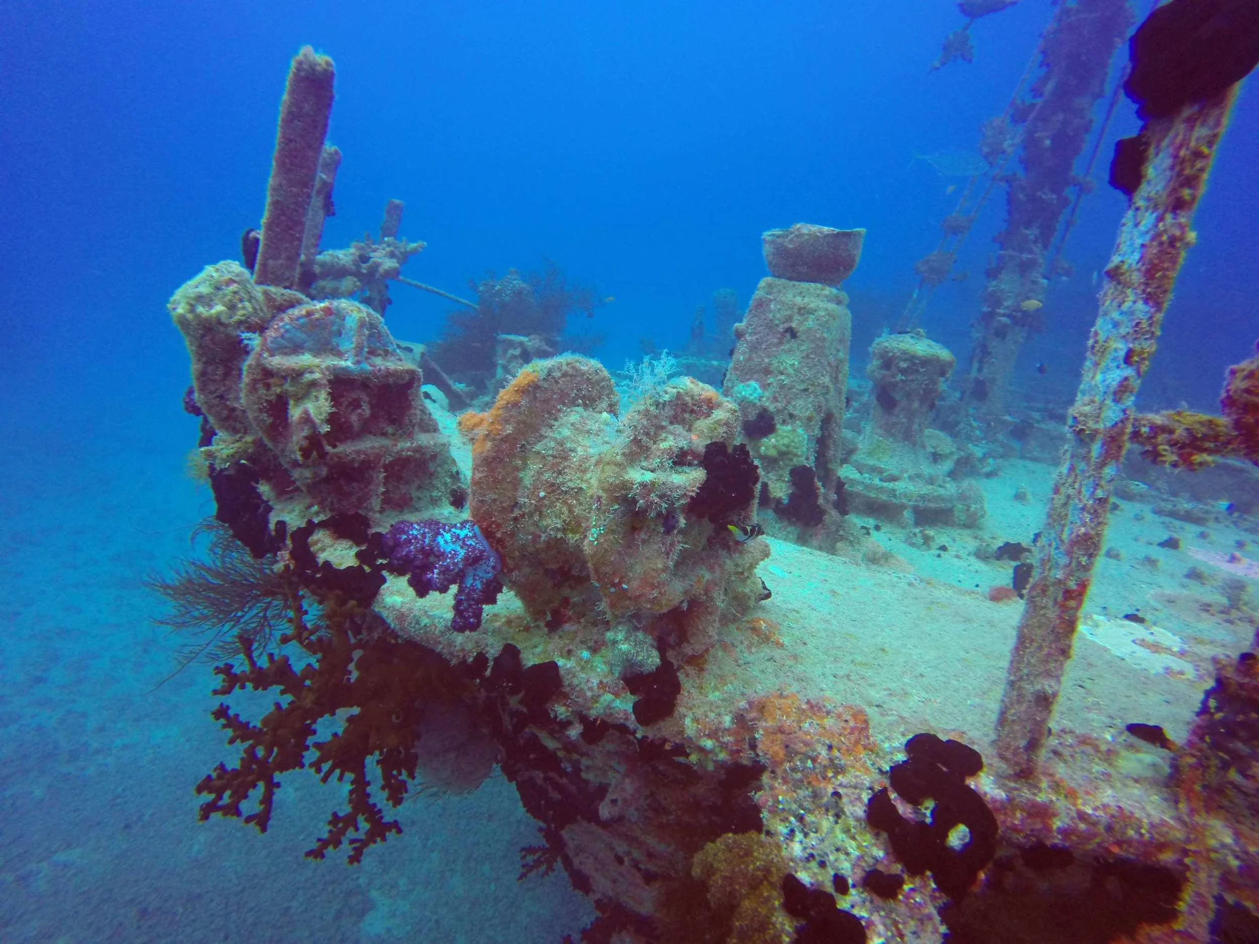 A wreck near the reef is covered with sea life. 