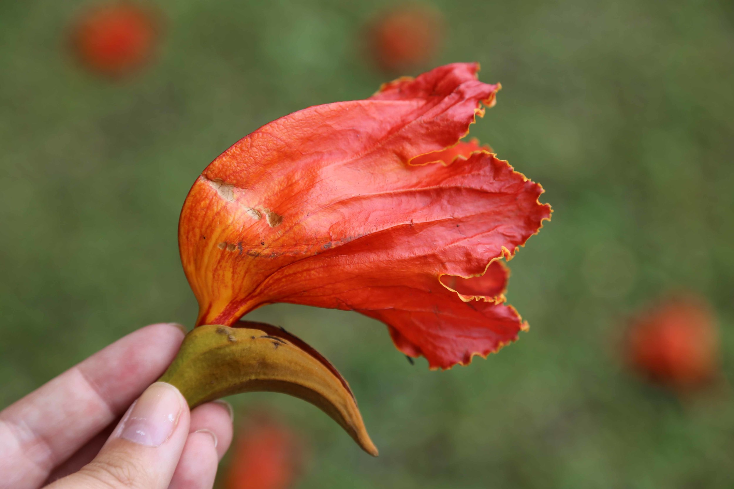 Invasive Species Spotlight African Tulip Tree Invasive Species Initiative,How To Change A Light Socket Into An Outlet