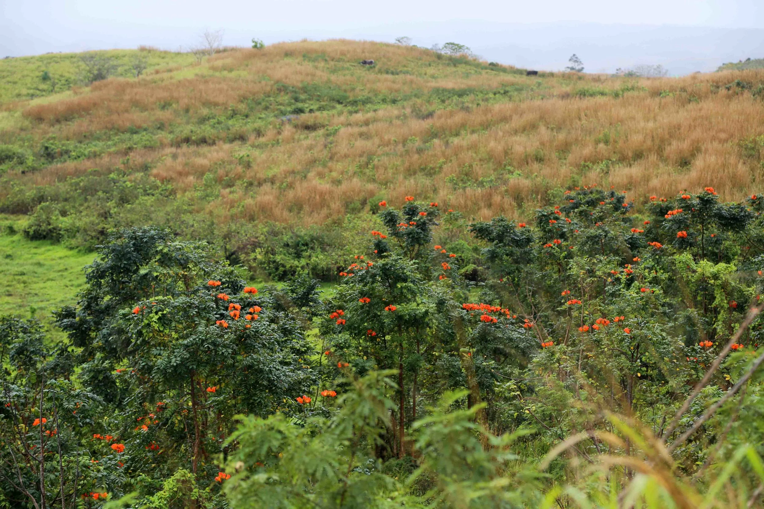 African tulip trees dominate a piece of land previously cleared for farming. 