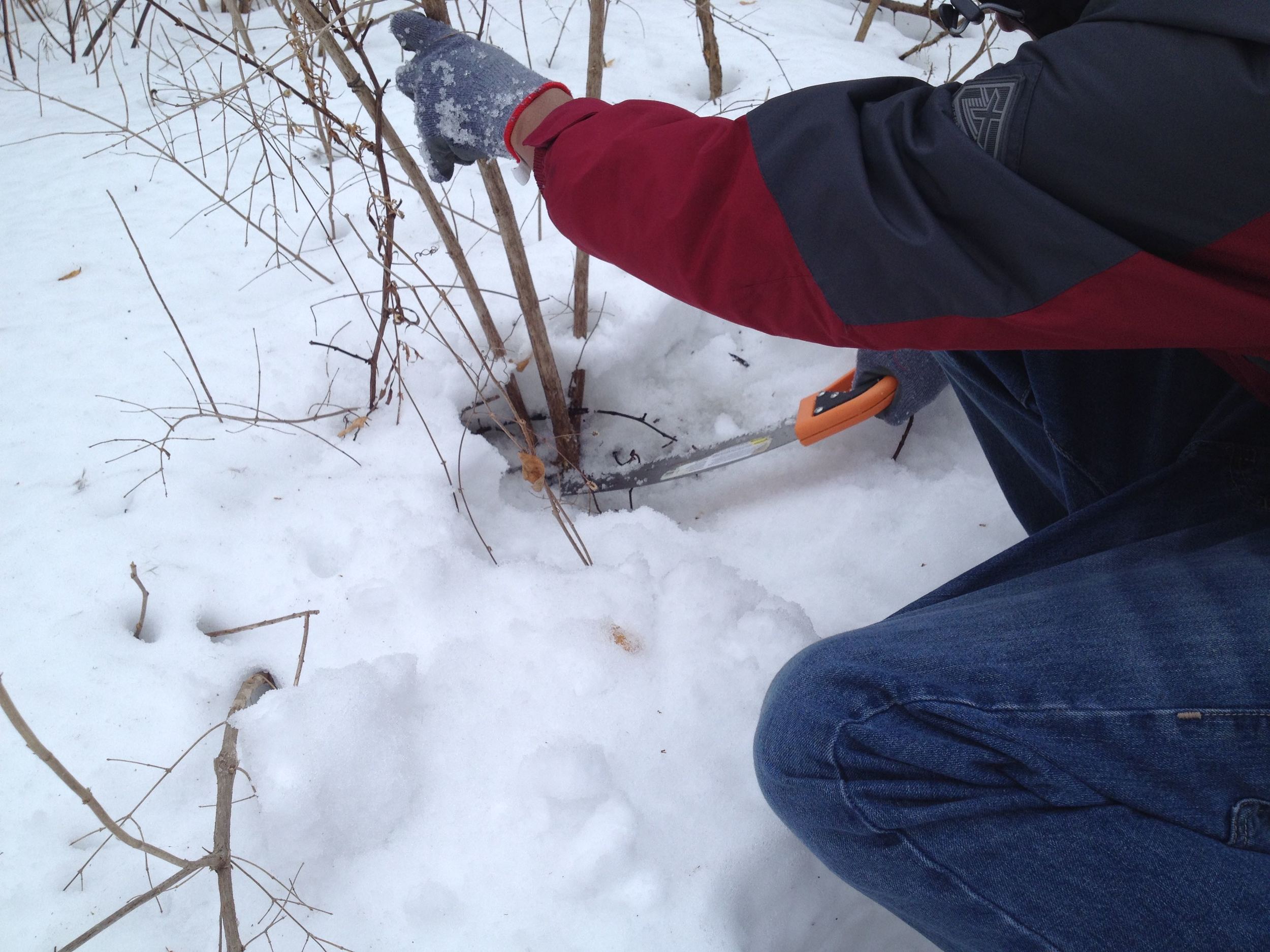 1. harvesting_amur_honeysuckle.jpg