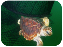 Wildlife Facts: Loggerhead Turtles