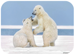 Wildlife Facts: Polar Bears