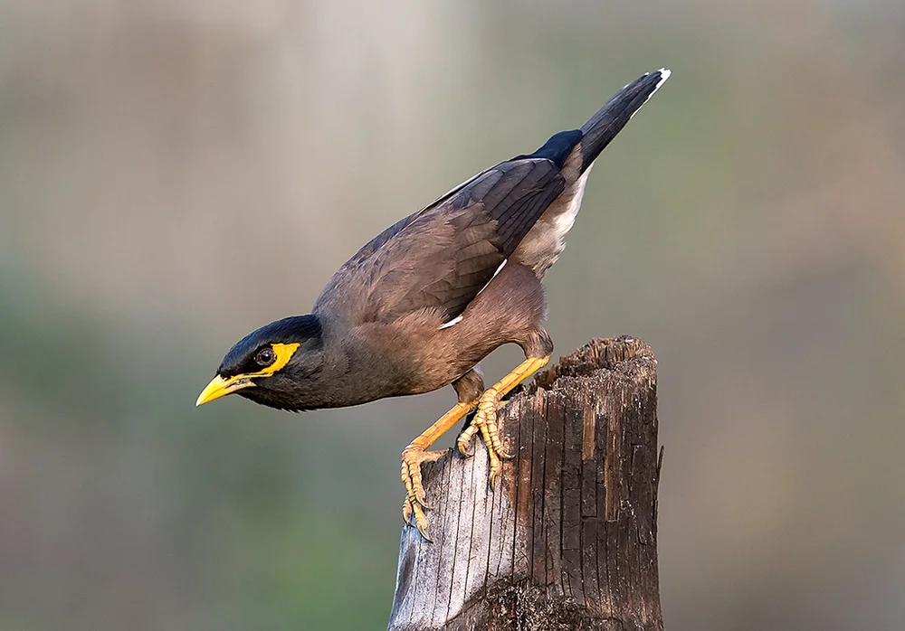 Common Myna Invasive Species Initiative