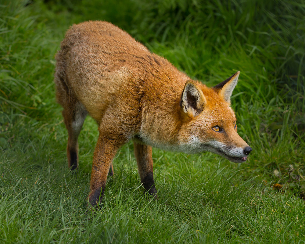 European Red Fox Invasive Species Initiative European Red Fox Invasive Species Initiative