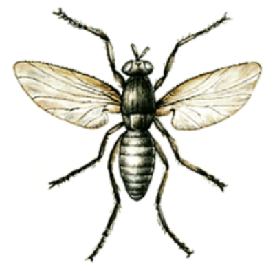 This is a gnat. Let the observer note that it is different from NAT