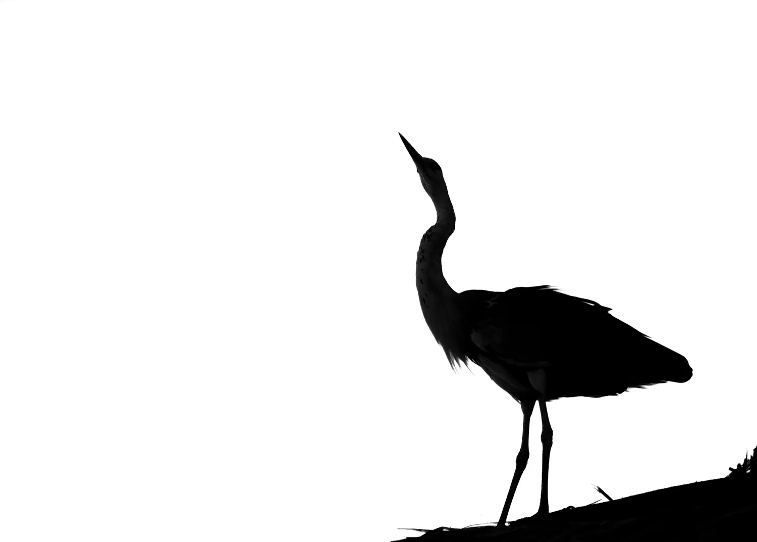 Website_Monochrome-2.jpg