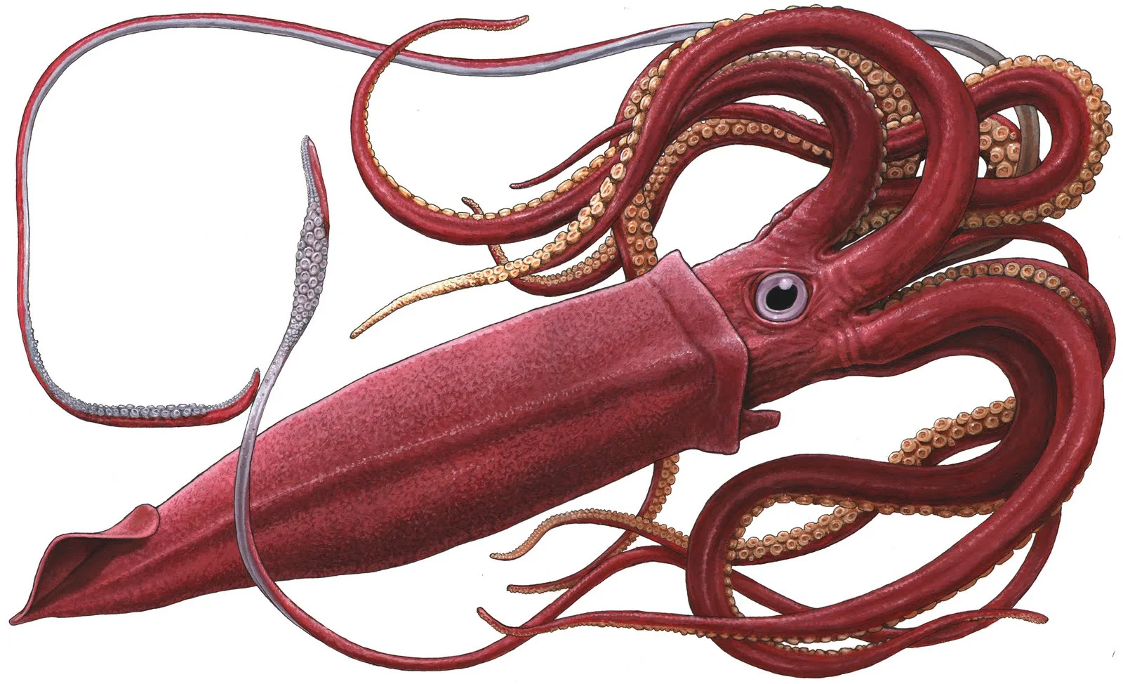 giant-squid.jpg