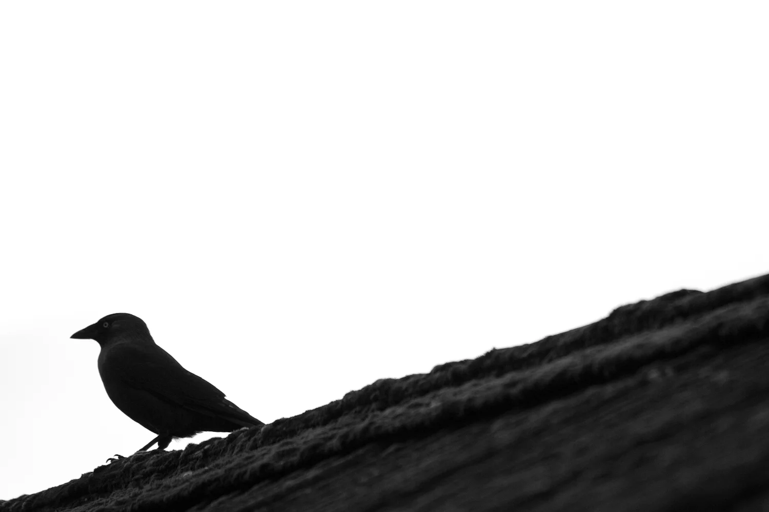 Website_Monochrome-11.jpg