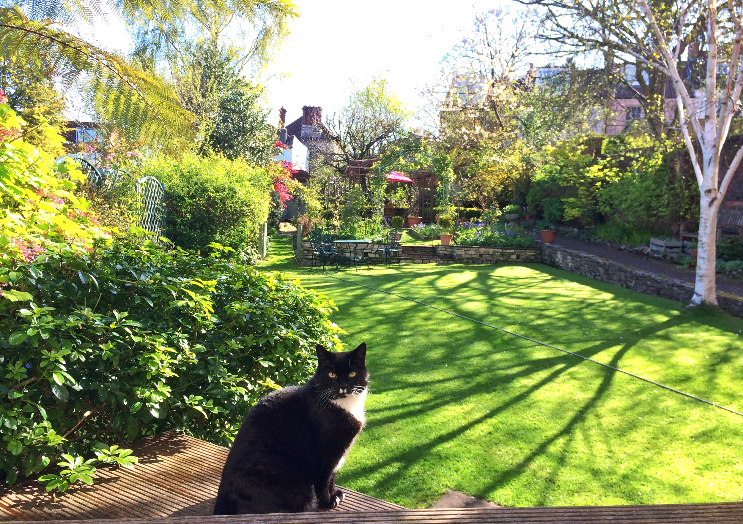 Sparky the cat guarding is territory like the boss that he is