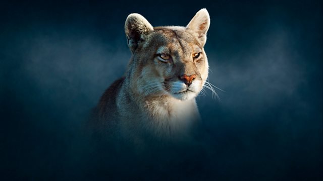 dynasties-ii-robbie-garlands-editing-portfolio.jpg