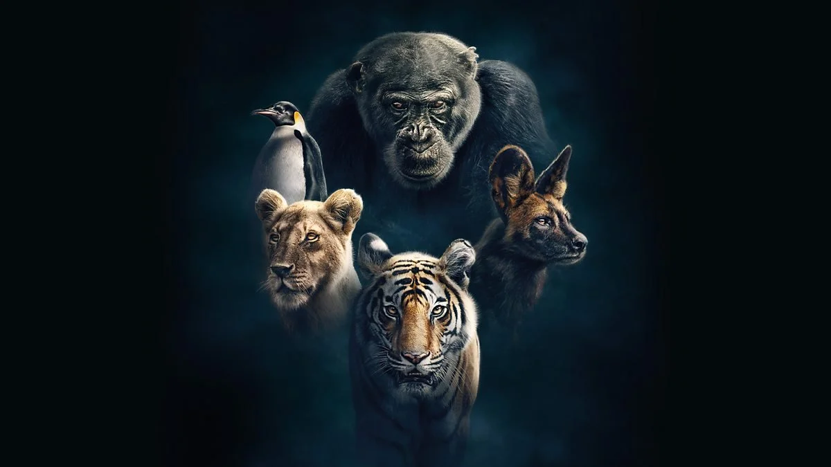 dynasties-robbie-garlands-editing-portfolio.jpg