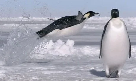 Frozen-Planet-007.jpg