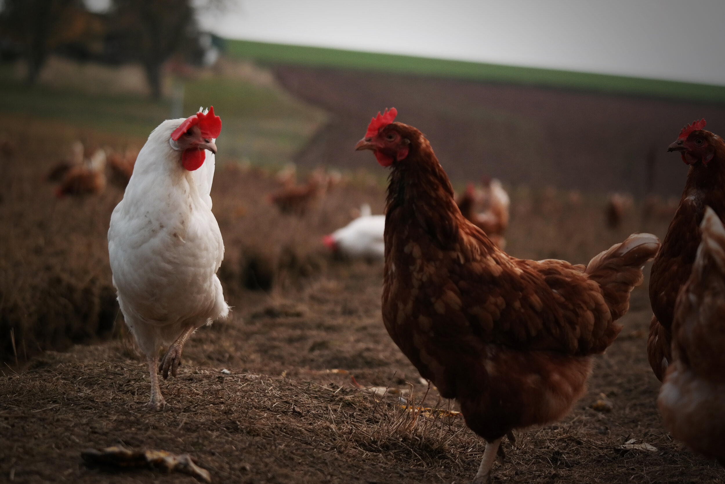 Demonstrationsbetrieb für Tierwohl