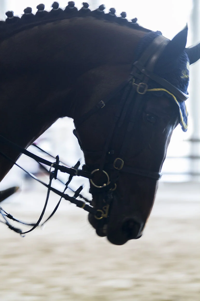 A HORSE IN TRAINING