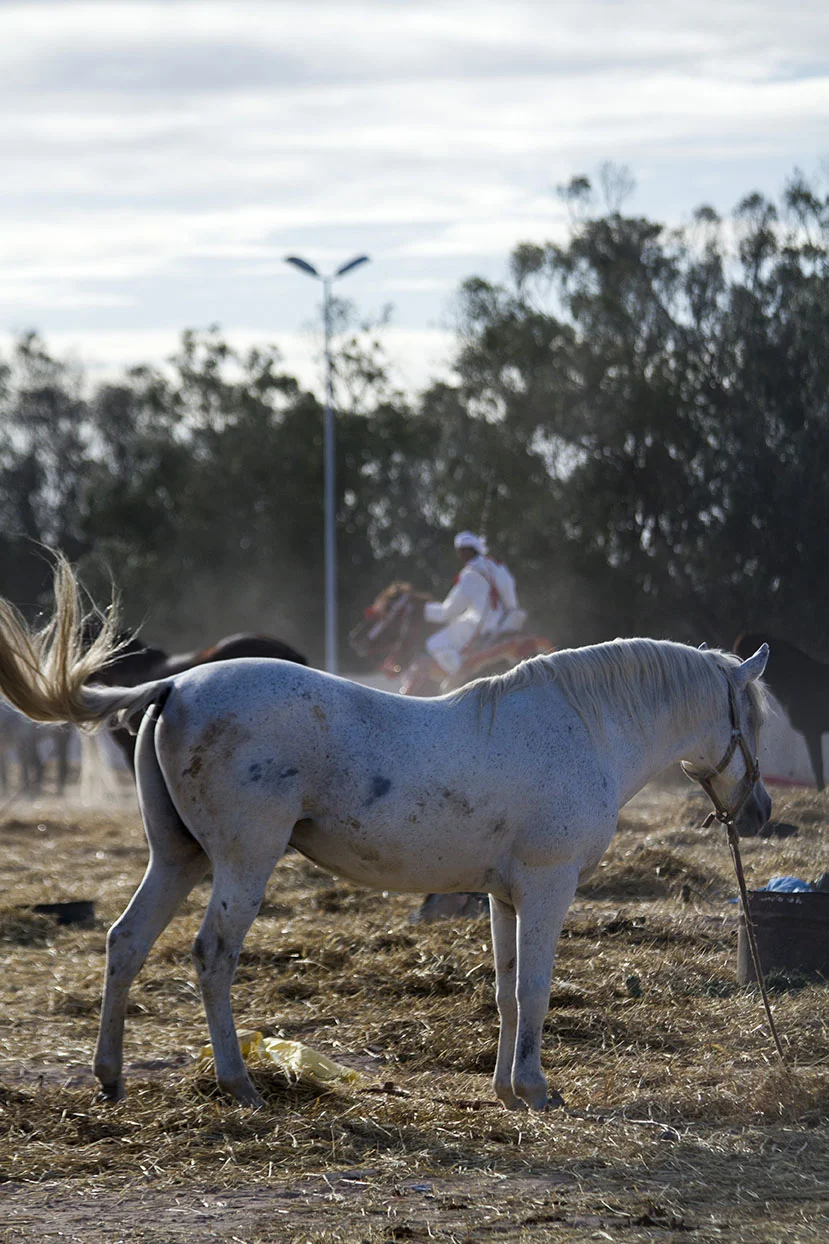 A HORSE TIED UP OUTSIDE THE FANTAZIA RING