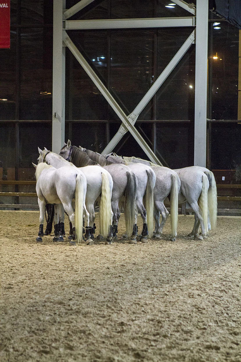 THE HORSES BELONGING TO HORSE SHOWMAN EXTRODINARE, LORENZO THE FLYING HORSEMAN